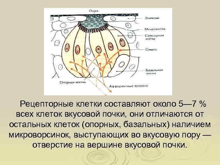 Что воспримут изображенные на рисунке рецепторные клетки свет прикосновение растворенное