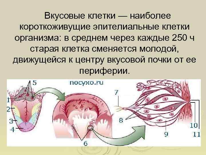 Вкусовая сенсорная система презентация