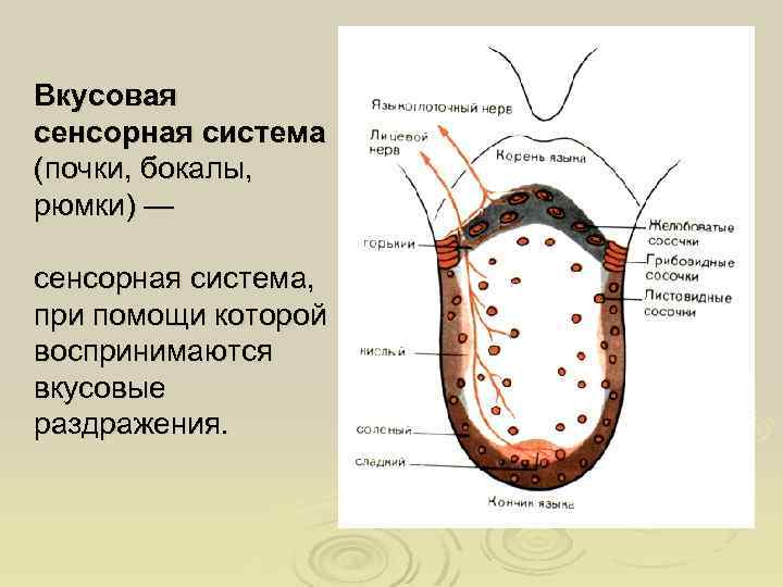 Вкусовая сенсорная система презентация