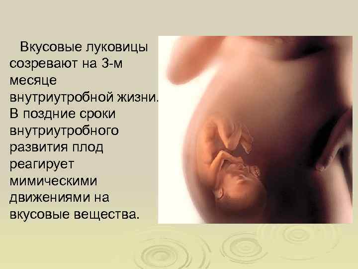 Вкусовые луковицы созревают на 3 -м месяце внутриутробной жизни. В поздние сроки внутриутробного развития