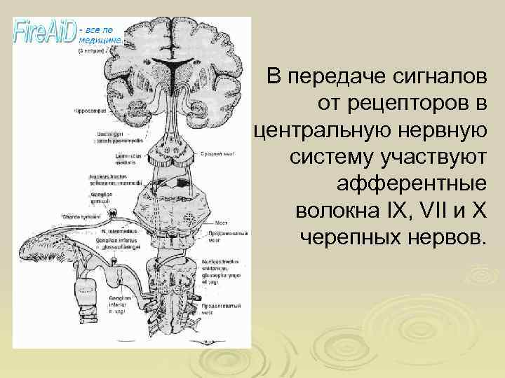 В передаче сигналов от рецепторов в центральную нервную систему участвуют афферентные волокна IX, VII