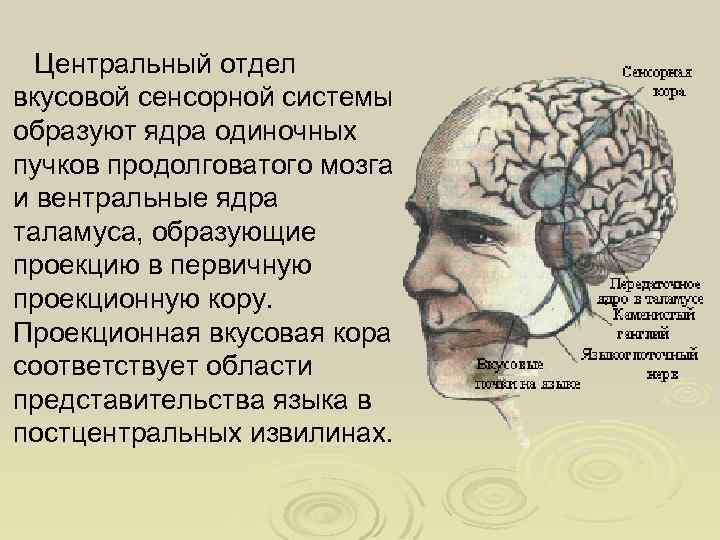 Отзывы центральный отдел. Проводниковый и корковый отделы вкусовой сенсорной системы.. Центральный отдел вкусовой системы. Центральный отдел сенсорной системы.