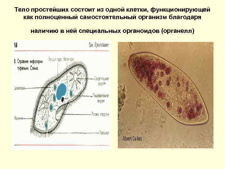 Тело простейших