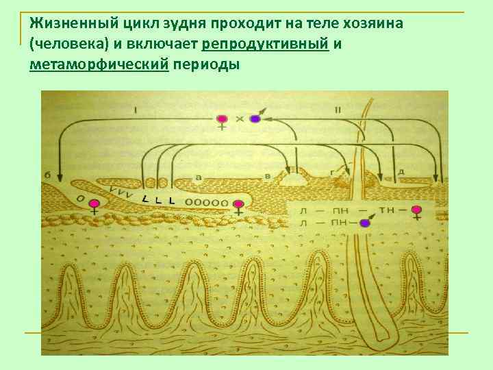 Жизненный цикл зудня проходит на теле хозяина (человека) и включает репродуктивный и метаморфический периоды