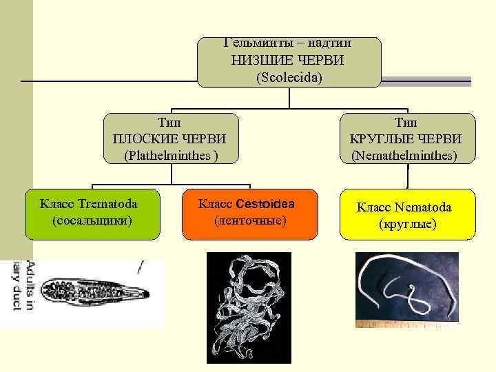 Гельминты – надтип НИЗШИЕ ЧЕРВИ (Scolecida) Тип ПЛОСКИЕ ЧЕРВИ (Plathelminthes ) Класс Trematoda (сосальщики)