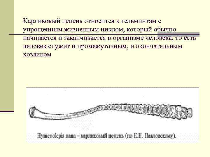 Карликовый цепень относится к гельминтам с упрощенным жизненным циклом, который обычно начинается и заканчивается