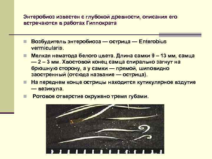 Энтеробиоз известен с глубокой древности, описания его встречаются в работах Гиппократа n Возбудитель энтеробиоза