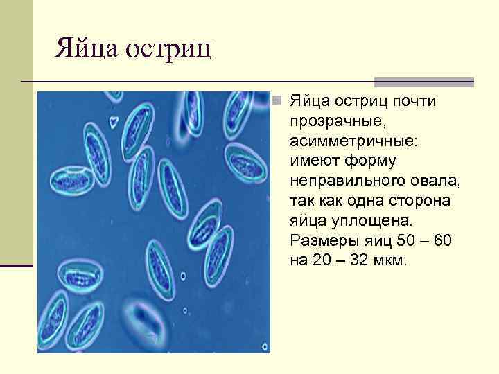 Яйца остриц рисунок