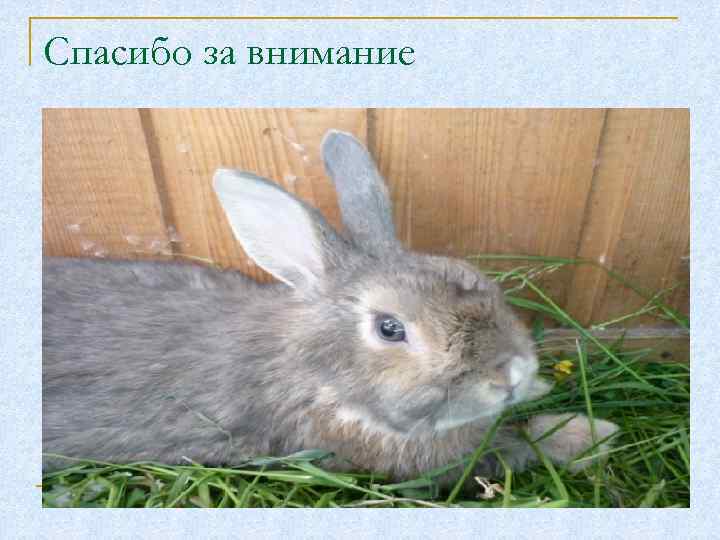 Спасибо за внимание 