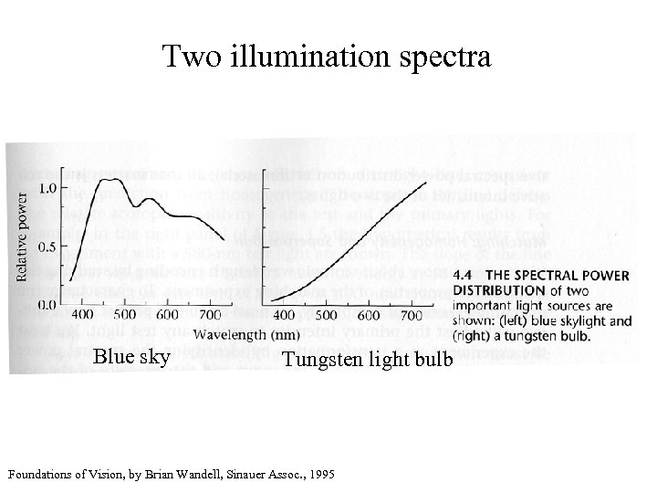 Two illumination spectra Blue sky Tungsten light bulb Foundations of Vision, by Brian Wandell,