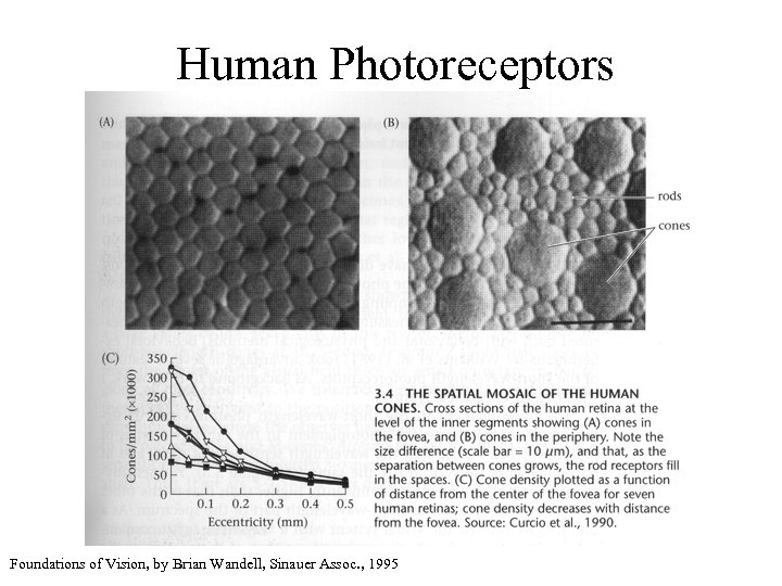 Human Photoreceptors Foundations of Vision, by Brian Wandell, Sinauer Assoc. , 1995 