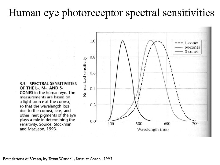 Human eye photoreceptor spectral sensitivities Foundations of Vision, by Brian Wandell, Sinauer Assoc. ,