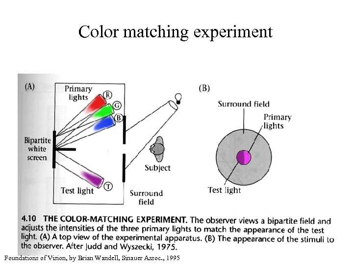 Color matching experiment Foundations of Vision, by Brian Wandell, Sinauer Assoc. , 1995 