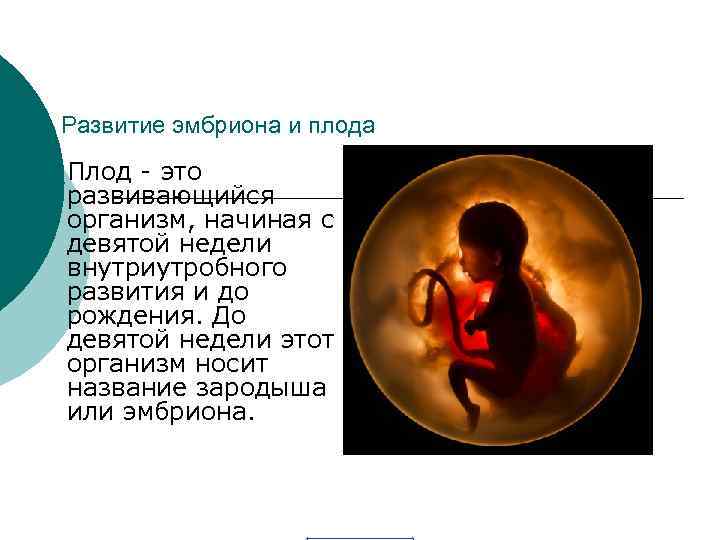 Развитие эмбриона и плода Плод - это развивающийся организм, начиная с девятой недели внутриутробного