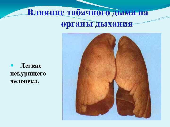 Влияние табачного дыма на органы дыхания Легкие некурящего человека. 