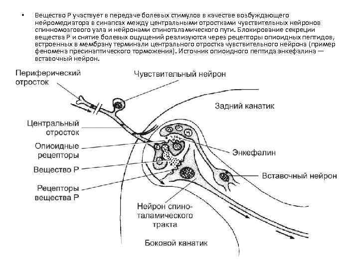  • Вещество P участвует в передаче болевых стимулов в качестве возбуждающего нейромедиатора в