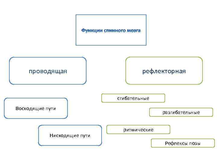 проводящая рефлекторная сгибательные Восходящие пути Нисходящие пути разгибательные ритмические Рефлексы позы 