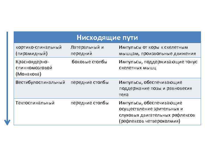 Нисходящие пути кортико спинальный (пирамидный) Латеральный и передний Импульсы от коры к скелетным мышцам,