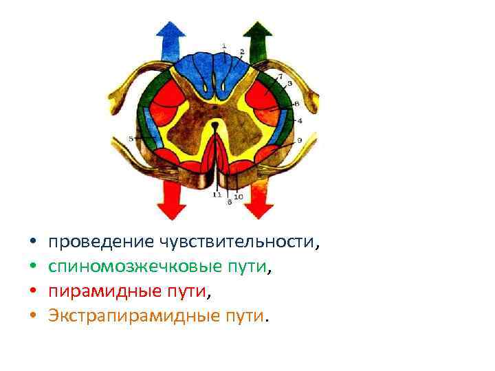  • • проведение чувствительности, спиномозжечковые пути, пирамидные пути, Экстрапирамидные пути. 