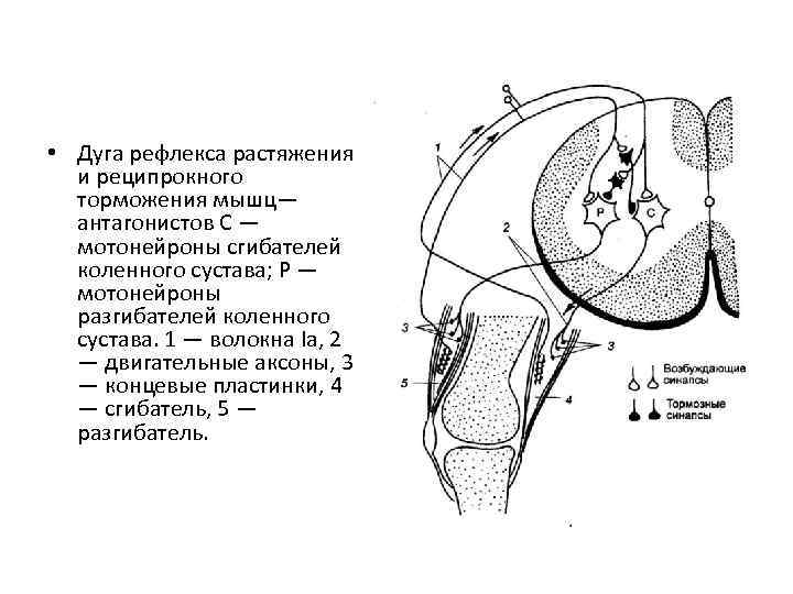  • Дуга рефлекса растяжения и реципрокного торможения мышц— антагонистов С — мотонейроны сгибателей