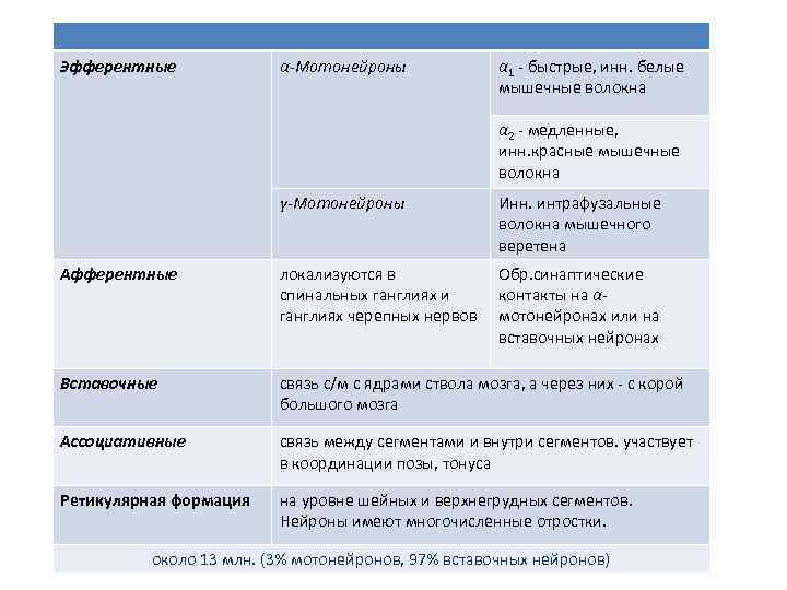 Эфферентные α-Мотонейроны α 1 быстрые, инн. белые мышечные волокна α 2 медленные, инн. красные