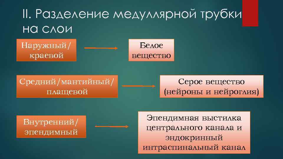 II. Разделение медуллярной трубки на слои Наружный/ краевой Средний/мантийный/ плащевой Внутренний/ эпендимный Белое вещество