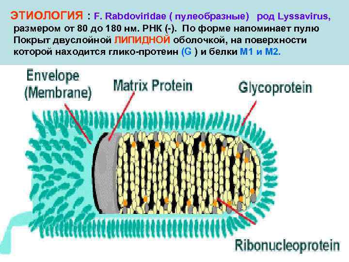 ЭТИОЛОГИЯ : F. Rabdoviridae ( пулеобразные) род Lyssavirus, размером от 80 до 180 нм.