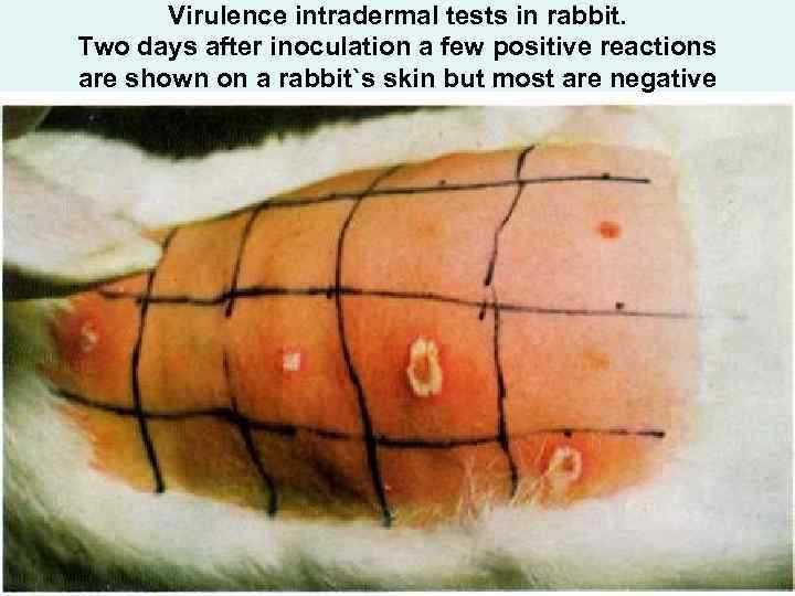 Virulence intradermal tests in rabbit. Two days after inoculation a few positive reactions are