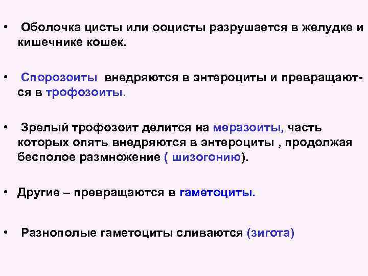  • Оболочка цисты или ооцисты разрушается в желудке и кишечнике кошек. • Спорозоиты