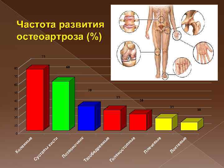 е вы кт е е 30 Ло че вы 25 ле е е 40