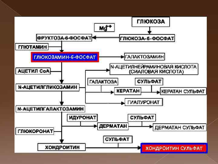ГЛЮКОЗАМИН-6 -ФОСФАТ ХОНДРОИТИН СУЛЬФАТ 