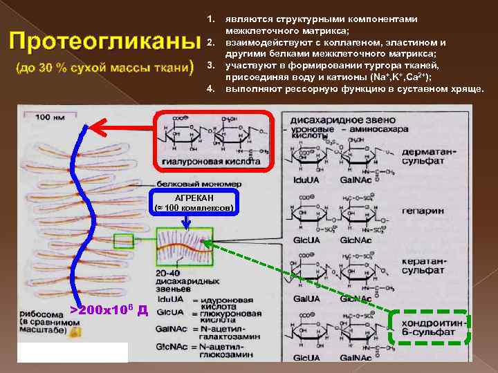 Синтез протеогликанов схема