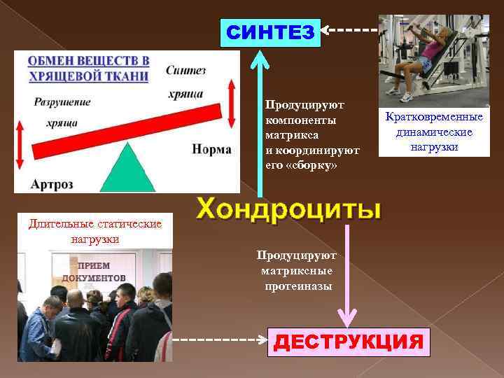 СИНТЕЗ Продуцируют компоненты матрикса и координируют его «сборку» Длительные статические нагрузки Кратковременные динамические нагрузки