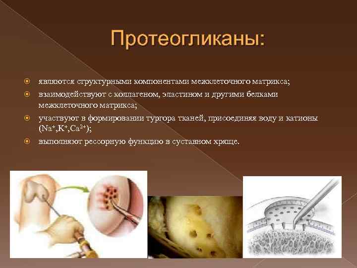 Протеогликаны: являются структурными компонентами межклеточного матрикса; взаимодействуют с коллагеном, эластином и другими белками межклеточного