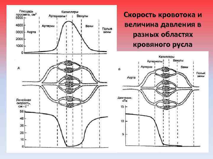 Линейная скорость кровотока в артериях