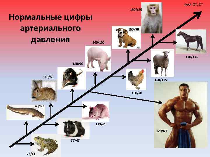 мм рт. ст 160/130 Нормальные цифры артериального давления 150/90 140/100 170/125 130/90 110/80 150/115