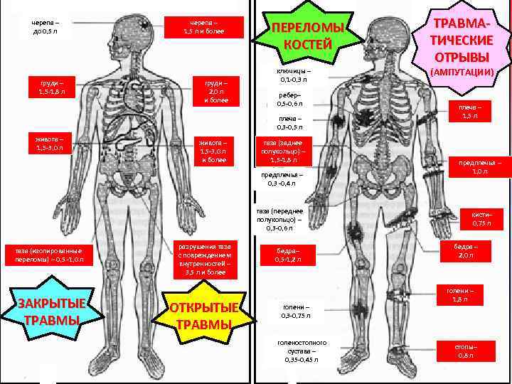 черепа – до 0, 5 л груди – 1, 5 -1, 8 л черепа