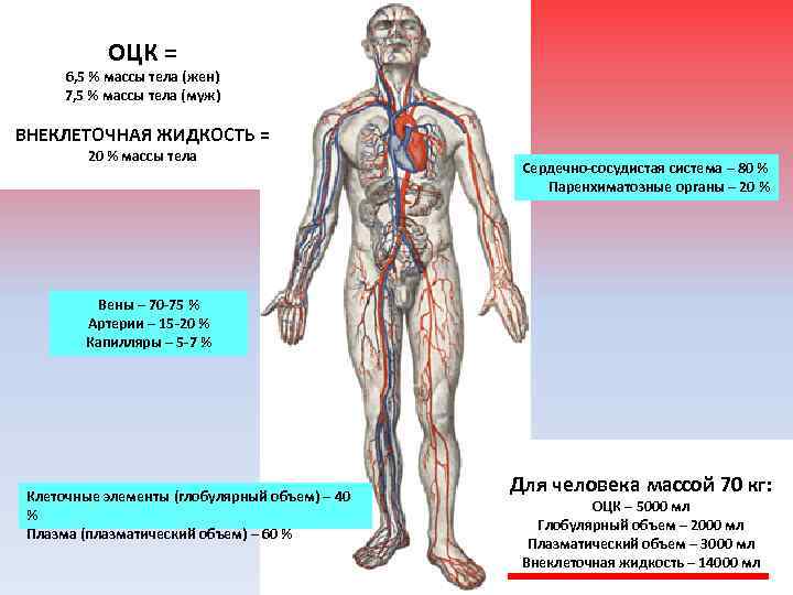 ОЦК = 6, 5 % массы тела (жен) 7, 5 % массы тела (муж)