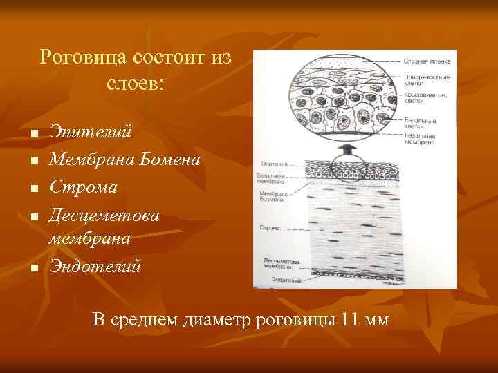 Роговица состоит из слоев: n n n Эпителий Мембрана Бомена Строма Десцеметова мембрана Эндотелий