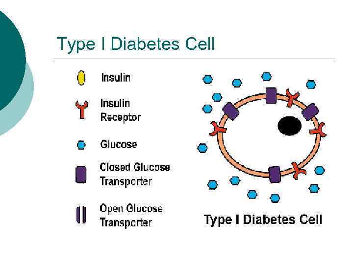 Type I Diabetes Cell 