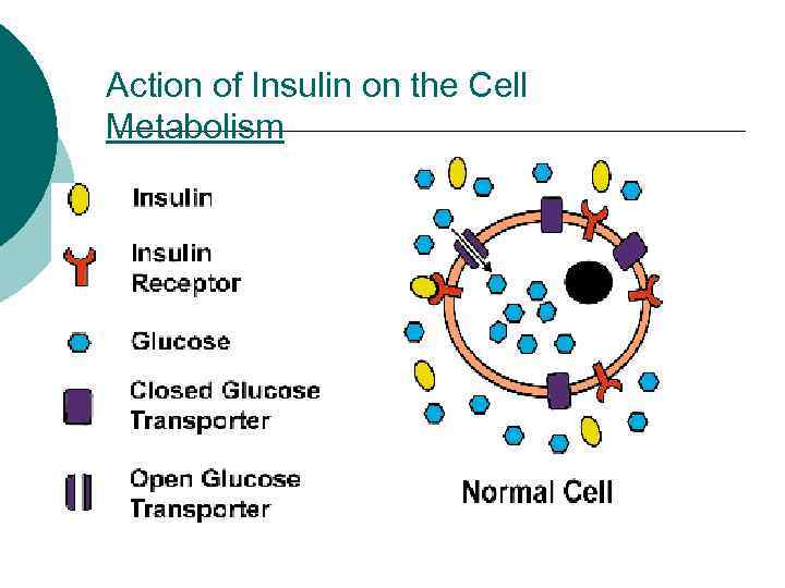 Action of Insulin on the Cell Metabolism 