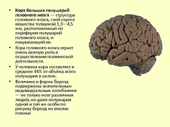 Функции основных зон полушарий большого мозга