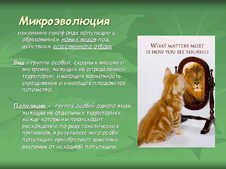 Микроэволюция - изменение генофонда популяции с образованием новых видов под действием естественного отбора Вид