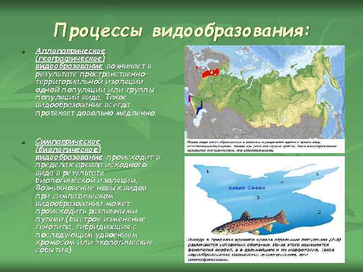 Процессы видообразования: Аллопатрическое (географическое) видообразование возникает в результате пространственнотерриториальной изоляции одной популяции или группы