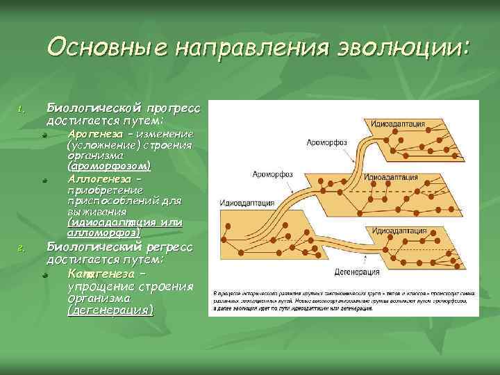 Основные направления эволюции: 1. Биологической прогресс достигается путем: Арогенеза – изменение (усложнение) строения организма