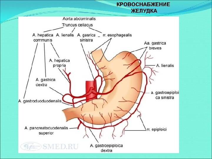 Двенадцатиперстная артерия. Кровоснабжение желудка топографическая анатомия. Кровоснабжение желудка анатомия схема. Левая желудочно-сальниковая артерия. Правая желудочно-сальниковая артерия.