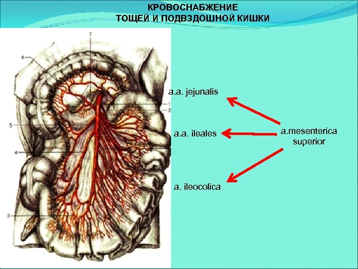 Сосудистый рисунок усилен в кишечнике что это