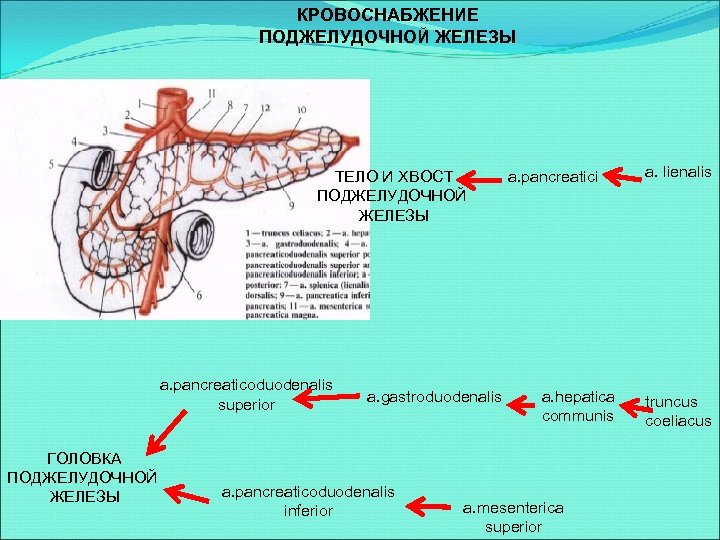 Увеличенная поджелудочная