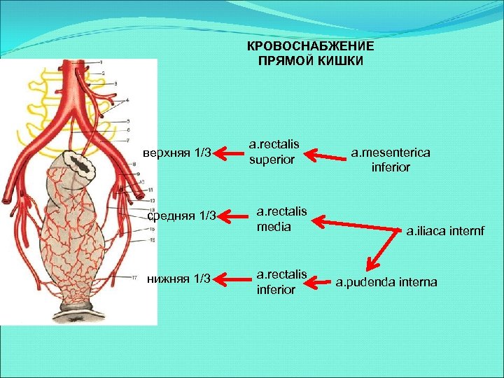 Кровоснабжение прямой кишки