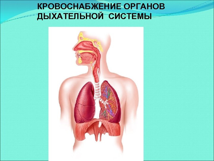 КРОВОСНАБЖЕНИЕ ОРГАНОВ ДЫХАТЕЛЬНОЙ СИСТЕМЫ 